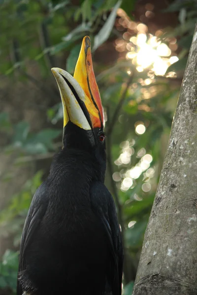 stock image Rhinoceros Hornbill bird