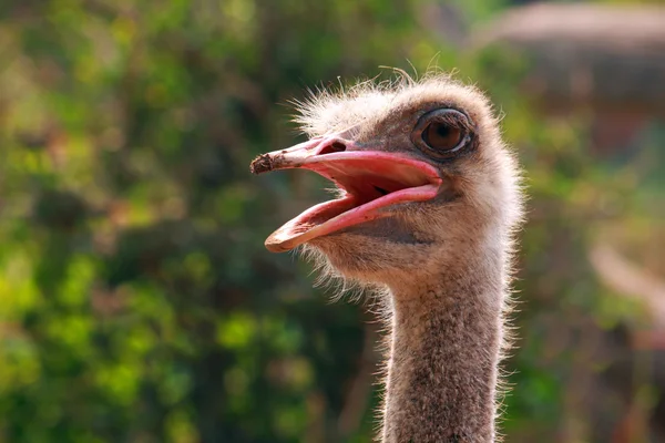 Capullo de avestruz — Foto de Stock