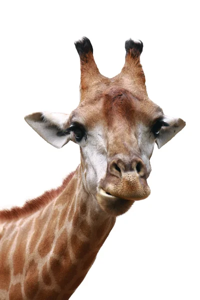 Żyrafa głowy strzał na białym tle — Zdjęcie stockowe