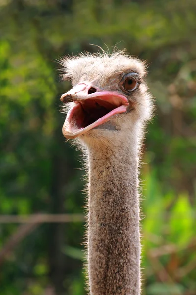 Tiro na cabeça de avestruz — Fotografia de Stock