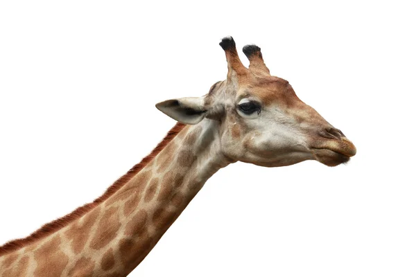 Girafa cabeça tiro isolado fundo — Fotografia de Stock