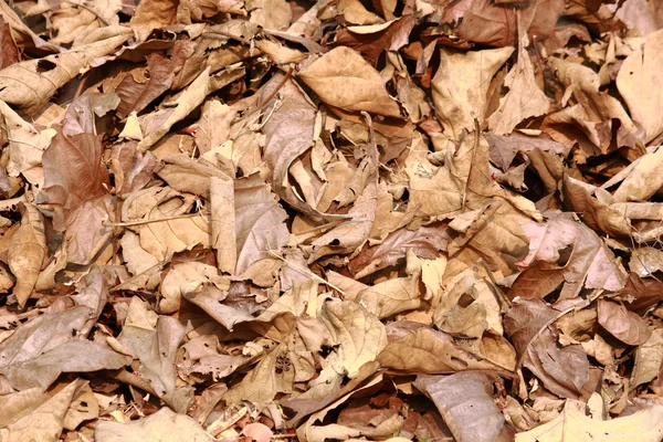 stock image Dry leaf