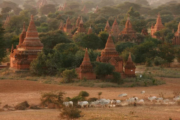 Pagody, bagan, myanmar — Zdjęcie stockowe