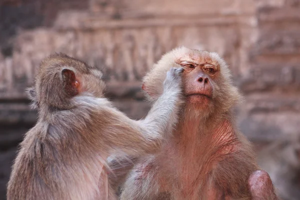 Monkey relationship — Stock Photo, Image