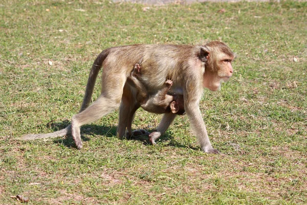 Monkey en baby — Stockfoto