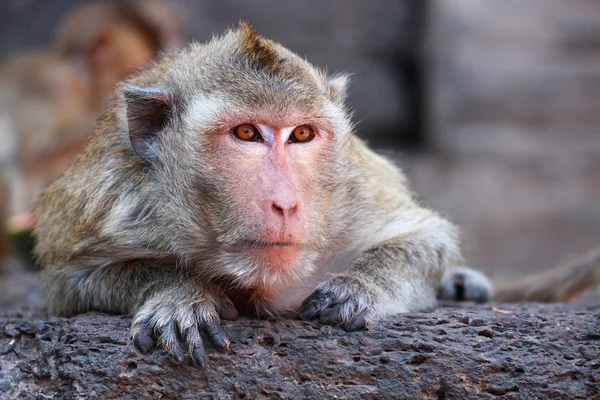 Monkey is looking something — Stock Photo, Image