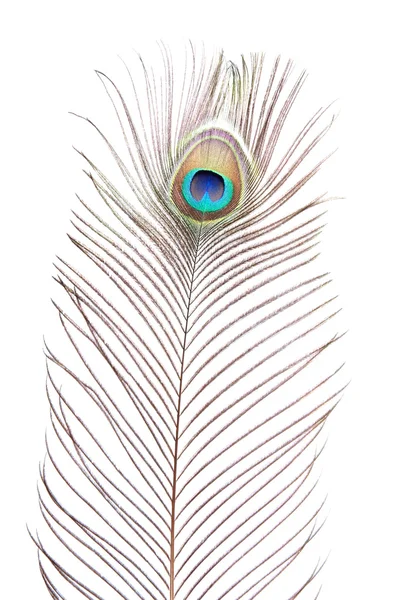 stock image Peacock feather