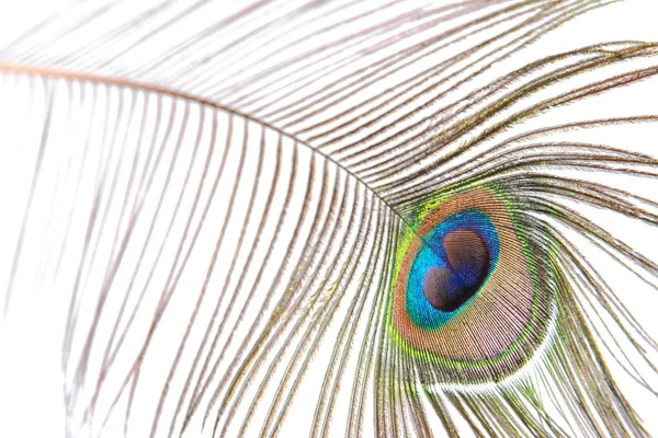 Peacock feather — Stock Photo, Image
