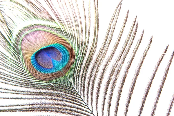 공작의 깃털 — 스톡 사진