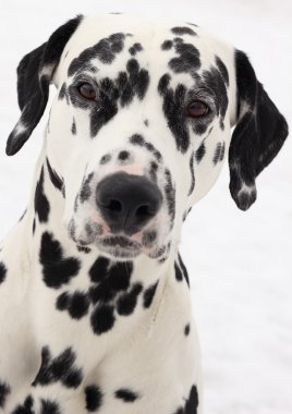 Dalmatian dog clipart