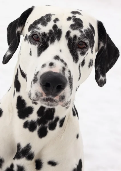 Далматинский пес — стоковое фото