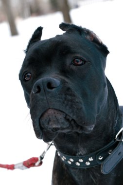 Cane corso dog clipart