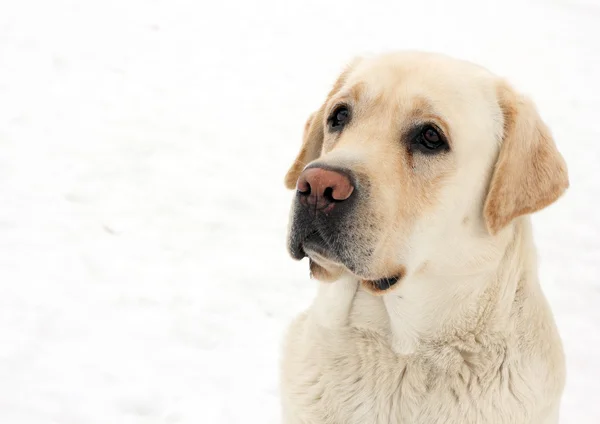 Labrador pes — Stock fotografie