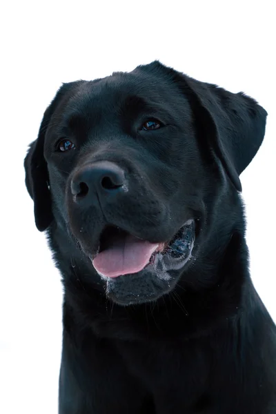 Лабрадорская собака — стоковое фото