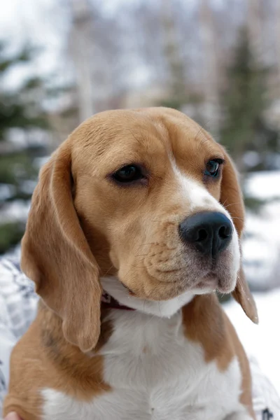 Portrait of beagle dogs — Stock Photo, Image