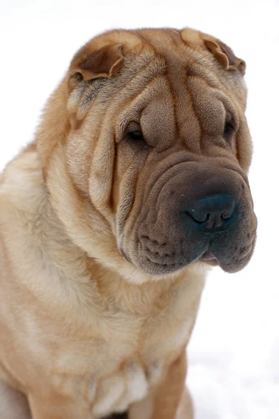 Shar-pei dog — Stock Photo, Image