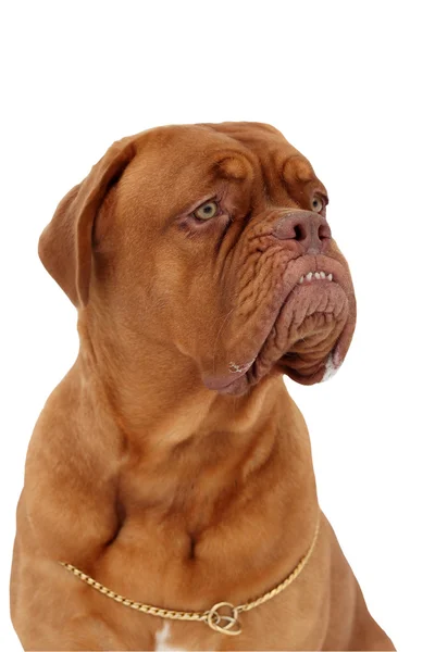 Бордосская собака — стоковое фото