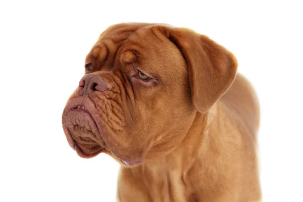 ボルドー犬 — ストック写真