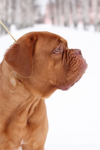 Бордосская собака — стоковое фото