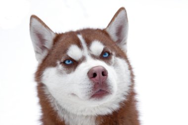 Husky köpek