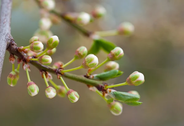 Весна цвітіння відділення — стокове фото