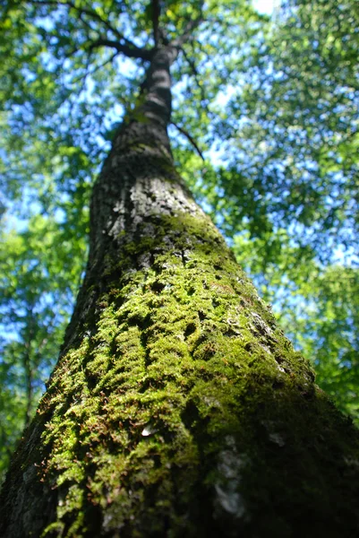 Mossiga trädet — Stockfoto