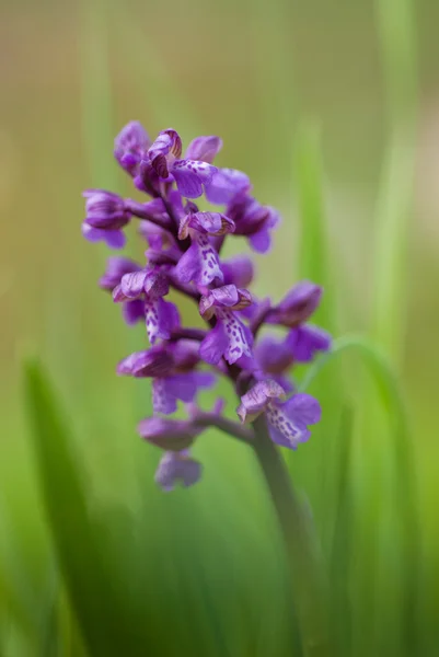 Grön-winged orchid — Stockfoto