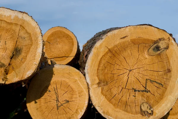 Logs de árvore — Fotografia de Stock