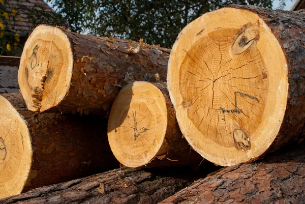 Logs de árvore — Fotografia de Stock
