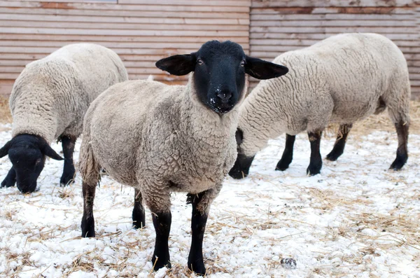 Suffolk fåren — Stockfoto