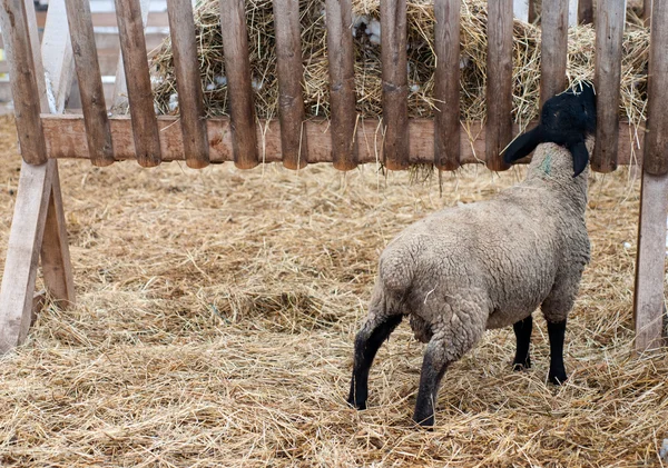 Suffolk sheep — Stock Photo, Image