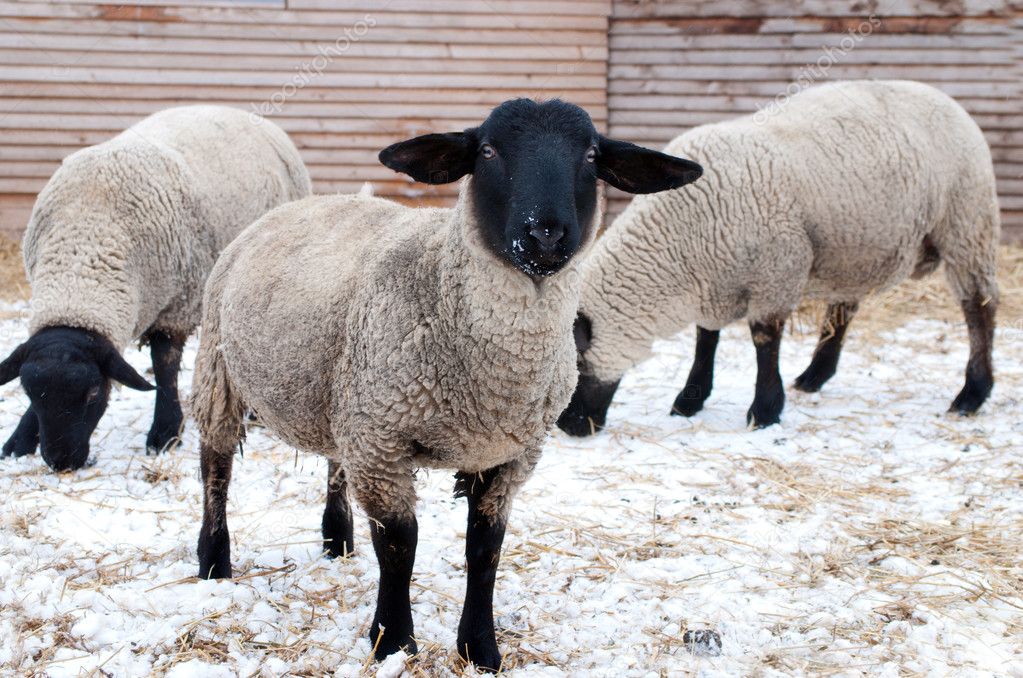 Suffolk sheeps