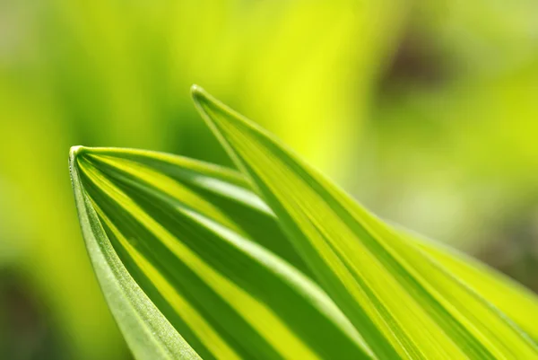 stock image Early spring green leaf