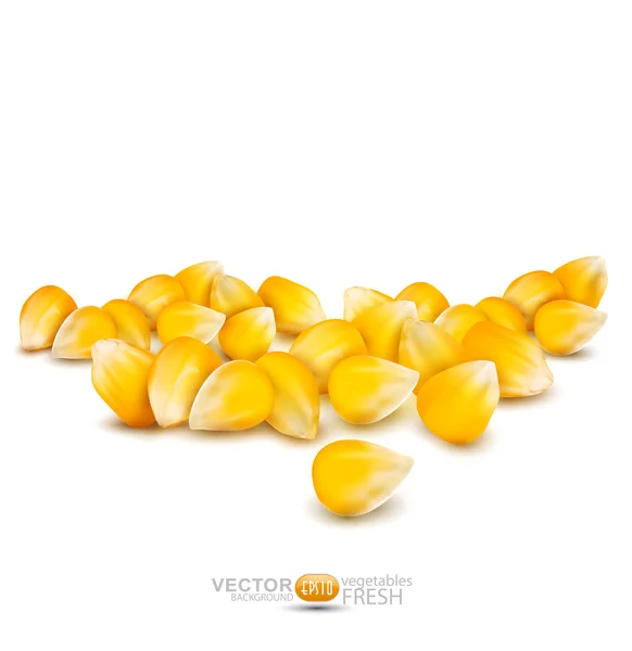 Vector de granos dispersos de maíz sobre un fondo blanco — Vector de stock