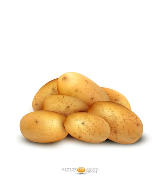 Вектор клубней картофеля на белом фоне — стоковый вектор