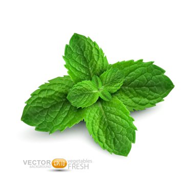 Vector fresh mint leaves on a white background clipart