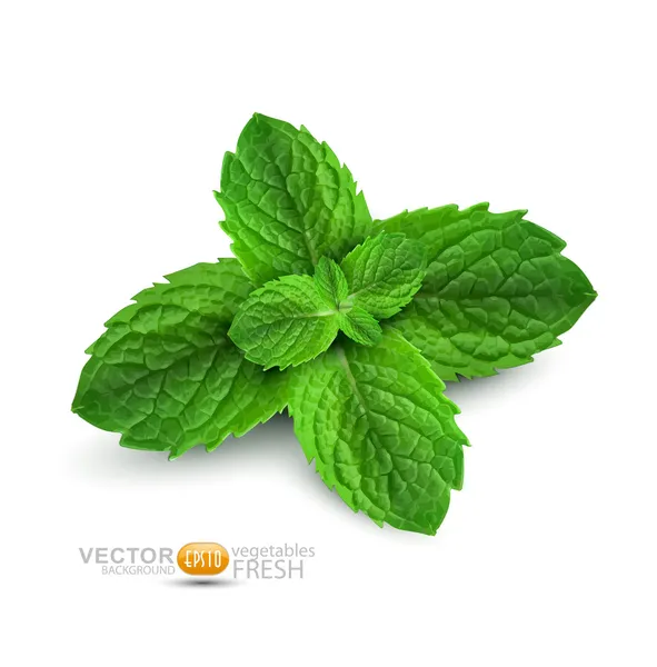 Vector fresh mint leaves on a white background — Stock Vector