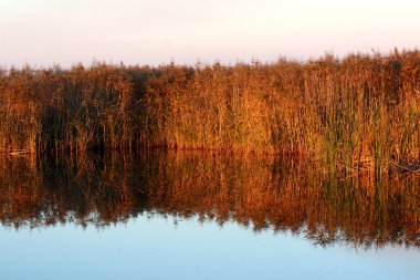 Reed, kamış communis