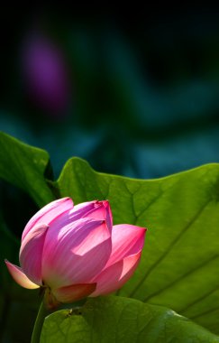 pembe lotus