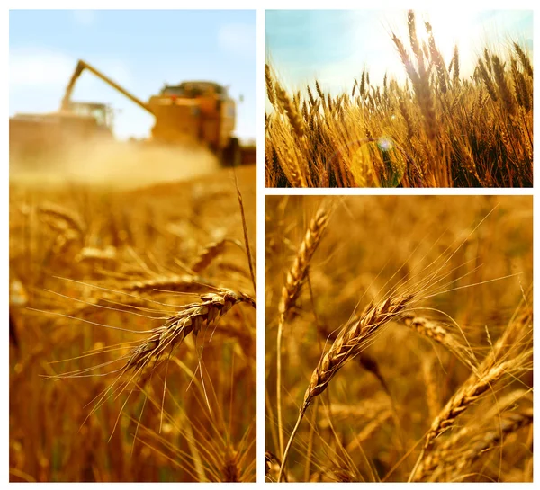 穀物のコラージュ — ストック写真
