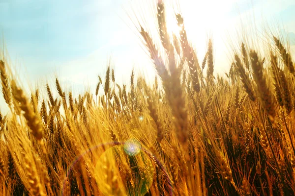 穀物畑 — ストック写真