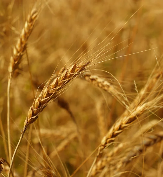 Поля зерна — стокове фото