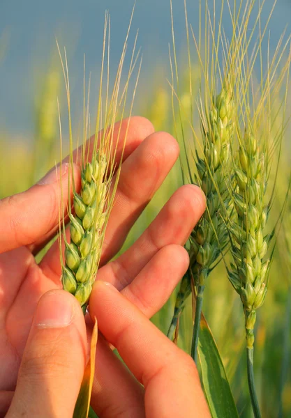 Grano verde — Foto Stock