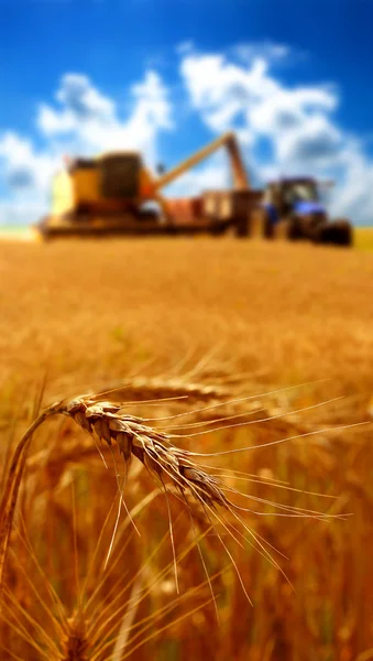 Урожай зерна — стоковое фото