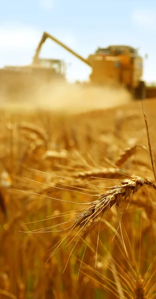 Colheita de grãos — Fotografia de Stock