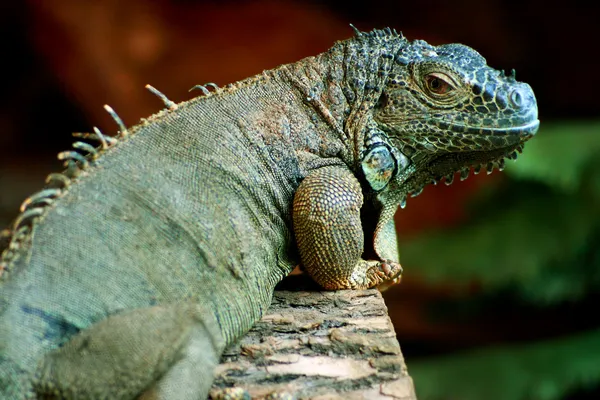 Iguana verde (Iguana iguana) ) — Fotografia de Stock