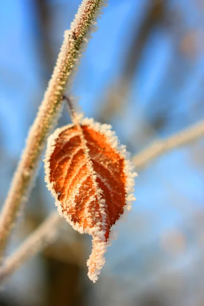 냉동된 잎 — 스톡 사진