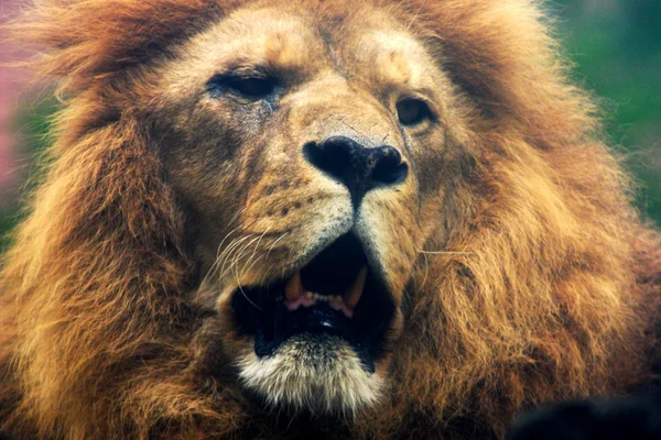 Κεφάλι λιονταριού — Φωτογραφία Αρχείου