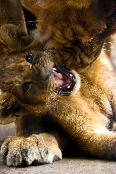 Lion cub — Stock Fotó