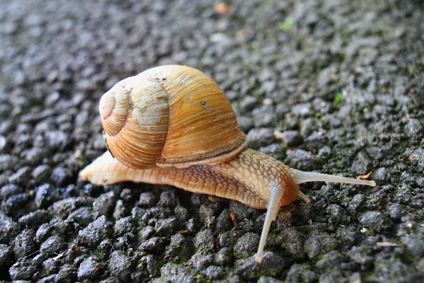 stock image Common snail